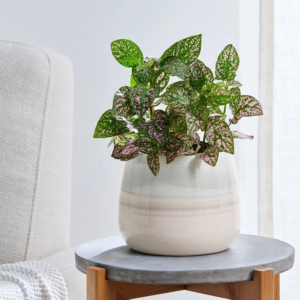 Ceramic Planter with Drainage Holes Indoor Outdoor Plants Succulents Flowers 10 Inch Decorative Pot